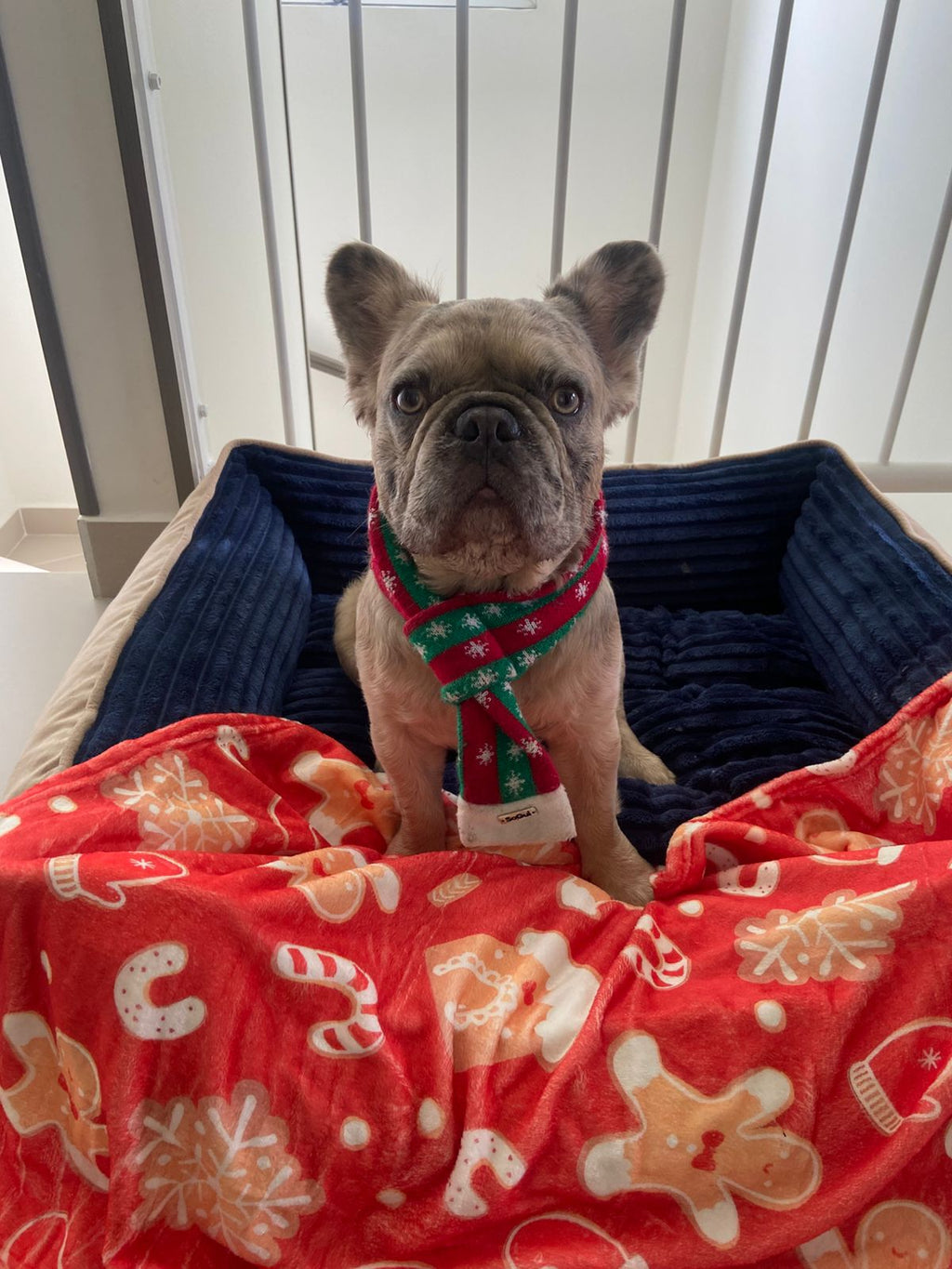 cobija  de navidad, para mascotas personas o decoracion