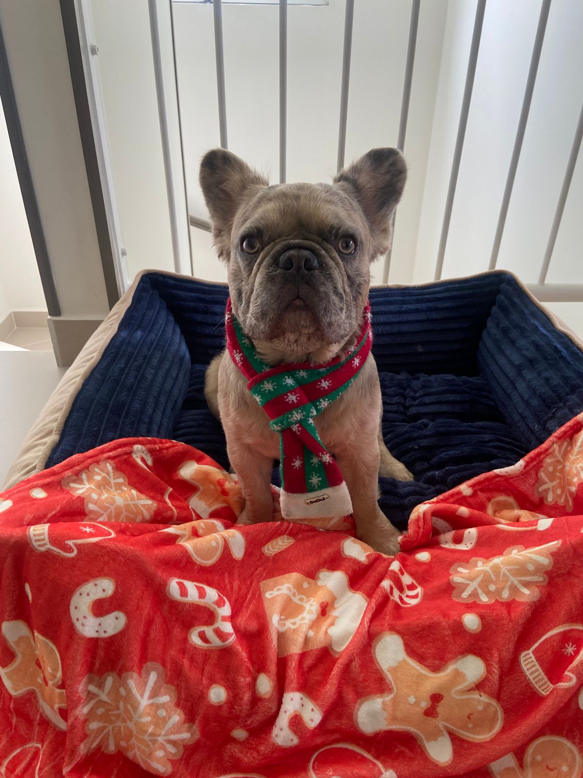 cobija  de navidad, para mascotas personas o decoracion